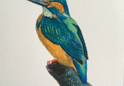IJsvogel