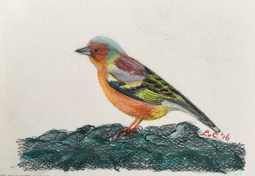 Vink