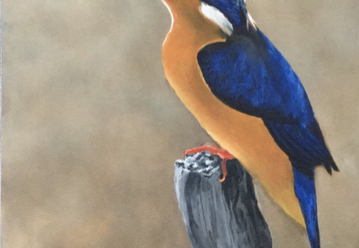 IJsvogel