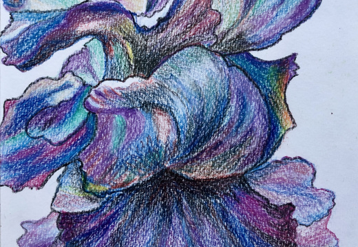Iris blauw